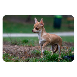 Chihuahua Puppy Magnet