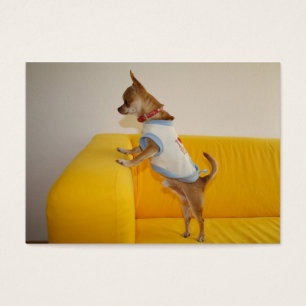 Chihuahua Puppy On Yellow Sofa