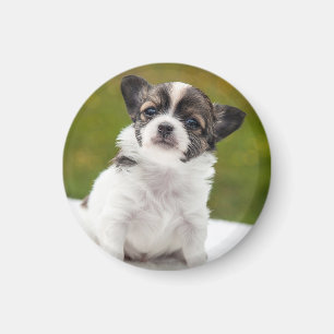 Chihuahua Puppy Photo Magnet
