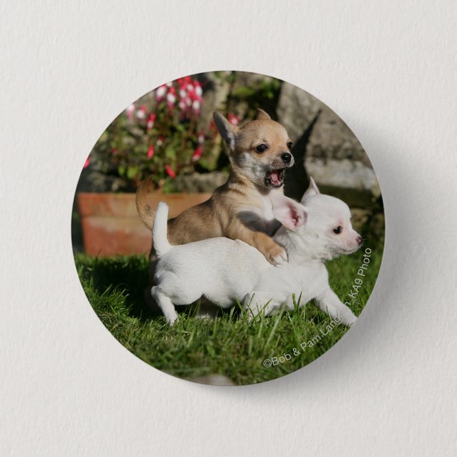 Chihuahua Puppy Playing 6 Cm Round Badge (Front)
