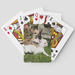 Chihuahua Puppy Playing Cards