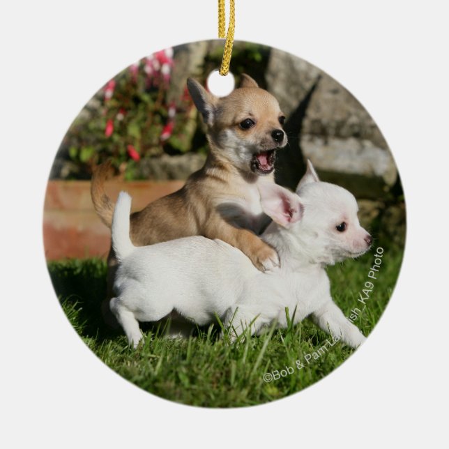 Chihuahua Puppy Playing Ceramic Tree Decoration (Front)