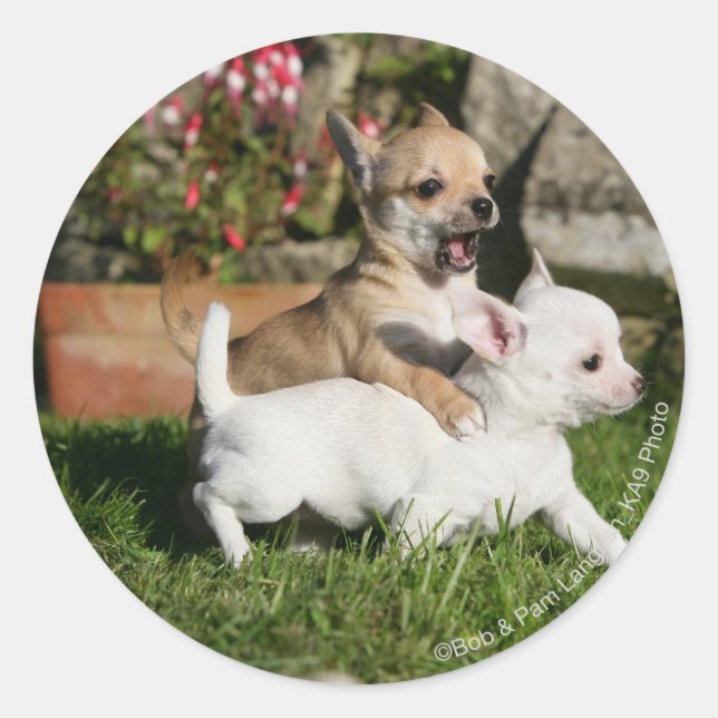 Chihuahua Puppy Playing Classic Round Sticker (Front)