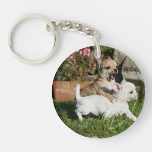 Chihuahua Puppy Playing Key Ring