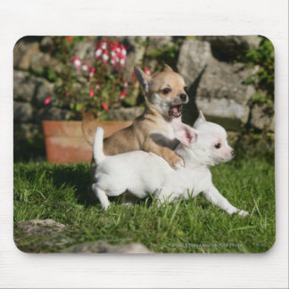 Chihuahua Puppy Playing Mouse Mat