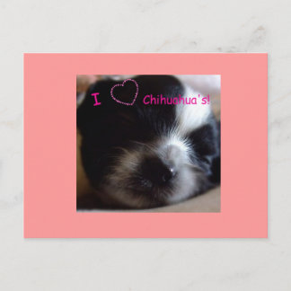 Chihuahua Puppy  Postcard