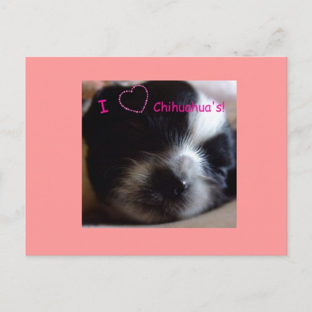 Chihuahua Puppy  Postcard (Front)