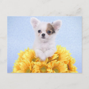 Chihuahua puppy postcard