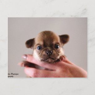 Chihuahua Puppy Postcard