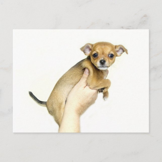 Chihuahua Puppy Postcard (Front)
