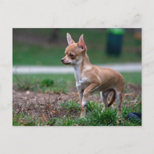 Chihuahua Puppy Postcard