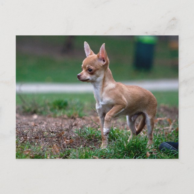 Chihuahua Puppy Postcard (Front)