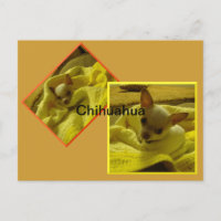 Chihuahua Puppy Postcard