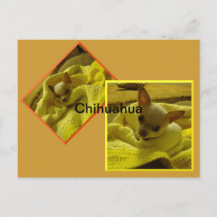 Chihuahua Puppy Postcard