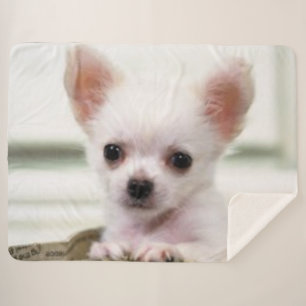 CHIHUAHUA PUPPY SHERPA BLANKET