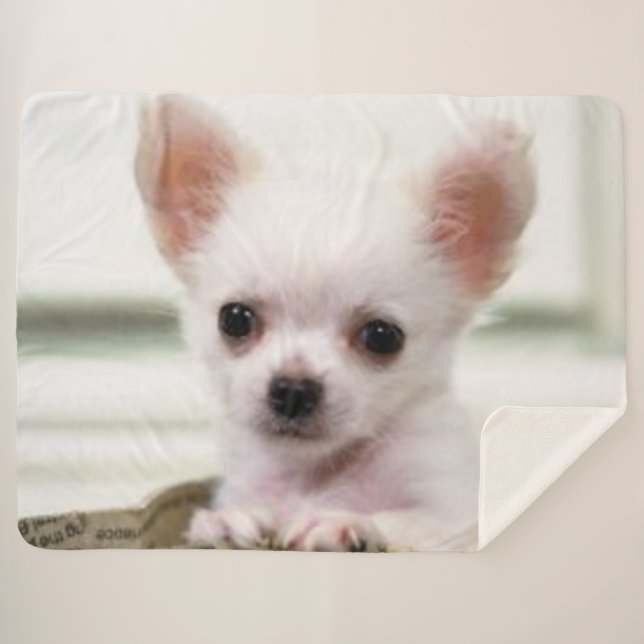 CHIHUAHUA PUPPY SHERPA BLANKET (Front (Horizontal))