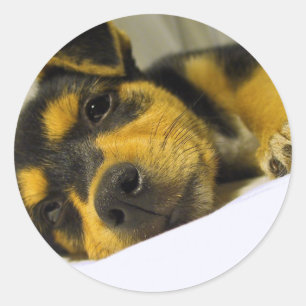 Chihuahua Puppy Stickers