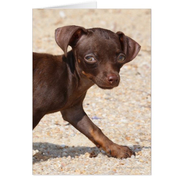 Chihuahua Puppy Walking (Front)