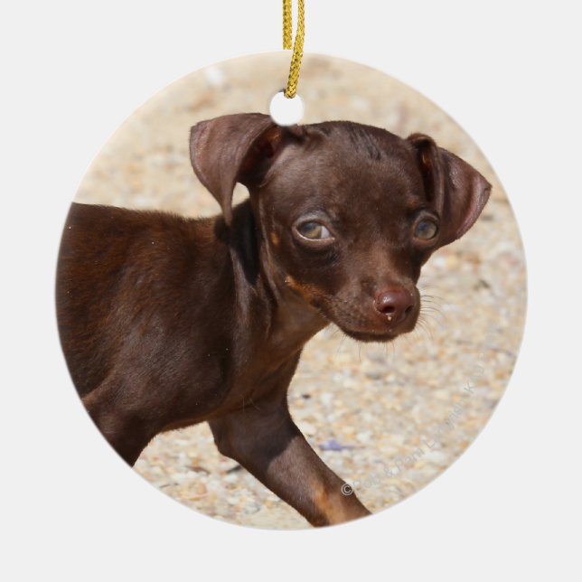 Chihuahua Puppy Walking Ceramic Tree Decoration (Front)