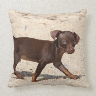 Chihuahua Puppy Walking Cushion