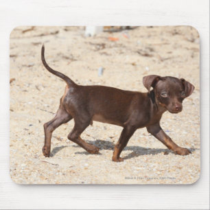 Chihuahua Puppy Walking Mouse Mat