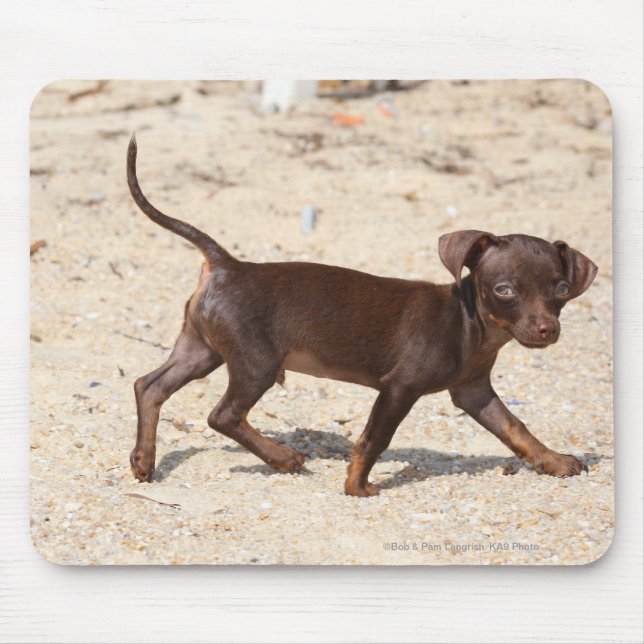 Chihuahua Puppy Walking Mouse Mat (Front)