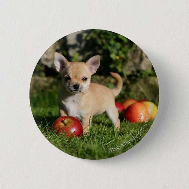 Chihuahua Puppy with Apples 6 Cm Round Badge (Front)