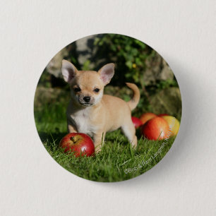 Chihuahua Puppy with Apples 6 Cm Round Badge