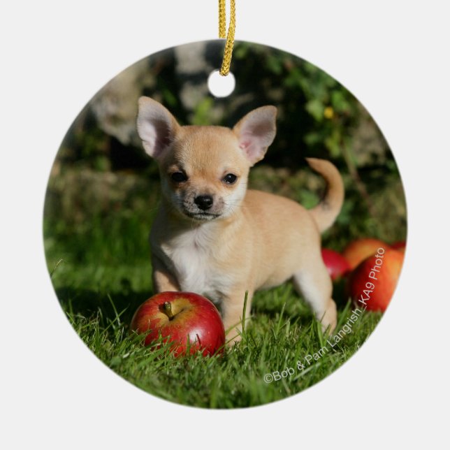 Chihuahua Puppy with Apples Ceramic Tree Decoration (Front)