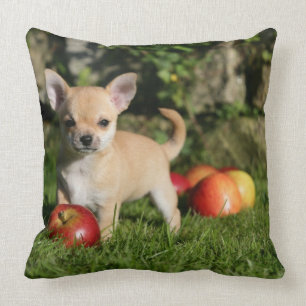 Chihuahua Puppy with Apples Cushion