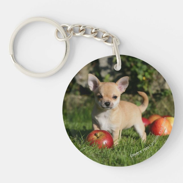 Chihuahua Puppy with Apples Key Ring (Front)