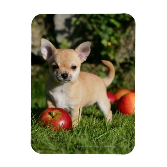 Chihuahua Puppy with Apples Magnet (Vertical)