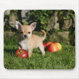Chihuahua Puppy with Apples Mouse Mat
