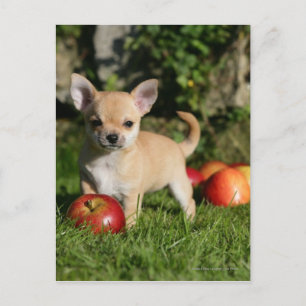Chihuahua Puppy with Apples Postcard