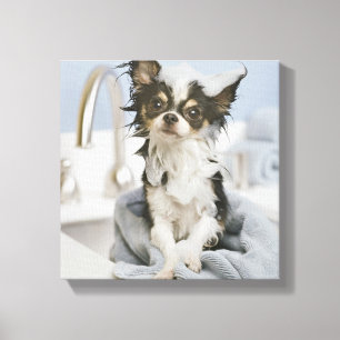 Chihuahua Puppy Wrapped In A Towel Canvas Print