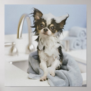 Chihuahua Puppy Wrapped In A Towel Poster