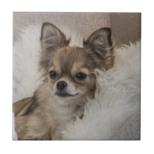 Chihuahua Relaxing Tile