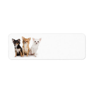 Chihuahua Return Address Label
