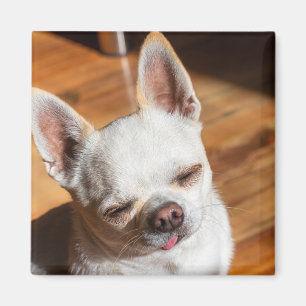Chihuahua sleepy squint relaxed tongue out Photo Magnet