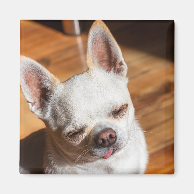 Chihuahua sleepy squint relaxed tongue out Photo Magnet (Front)