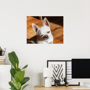 Chihuahua sleepy squint relaxed tongue out Photo Poster