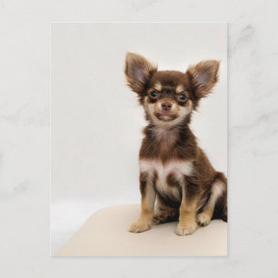 Chihuahua Small Dog Postcard