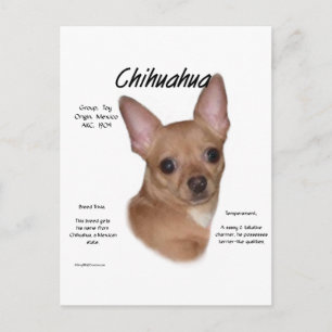 Chihuahua (smooth) History Design Postcard