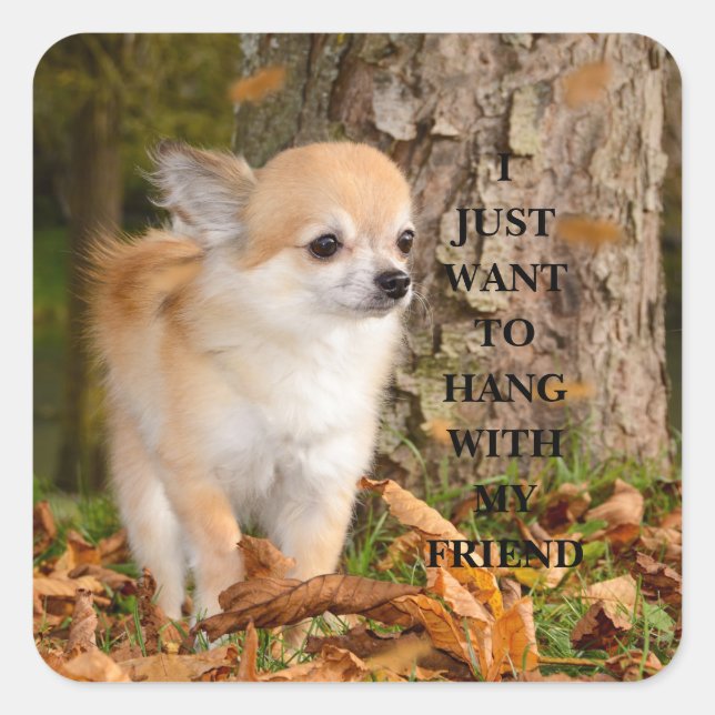 Chihuahua    square sticker (Front)