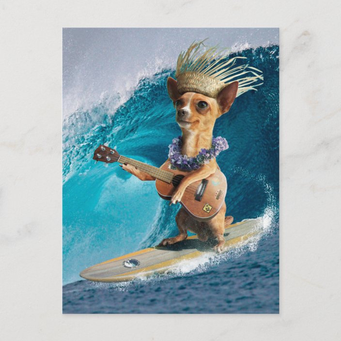 Chihuahua surfing and playing guitar postcard Zazzle.co.uk