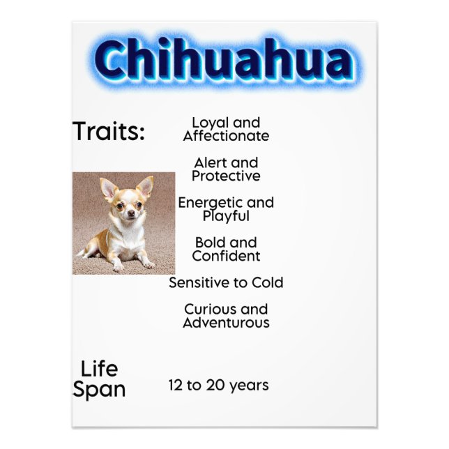 Chihuahua traits and life span photo print (Front)