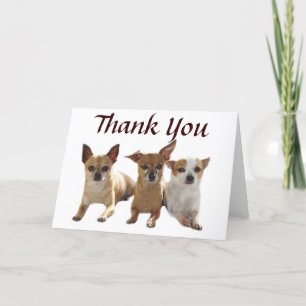 Chihuahua Trio Thank You Card