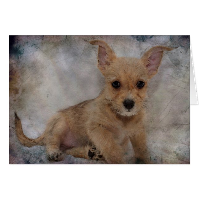 Chihuahua/Yorkie Puppy (Front Horizontal)