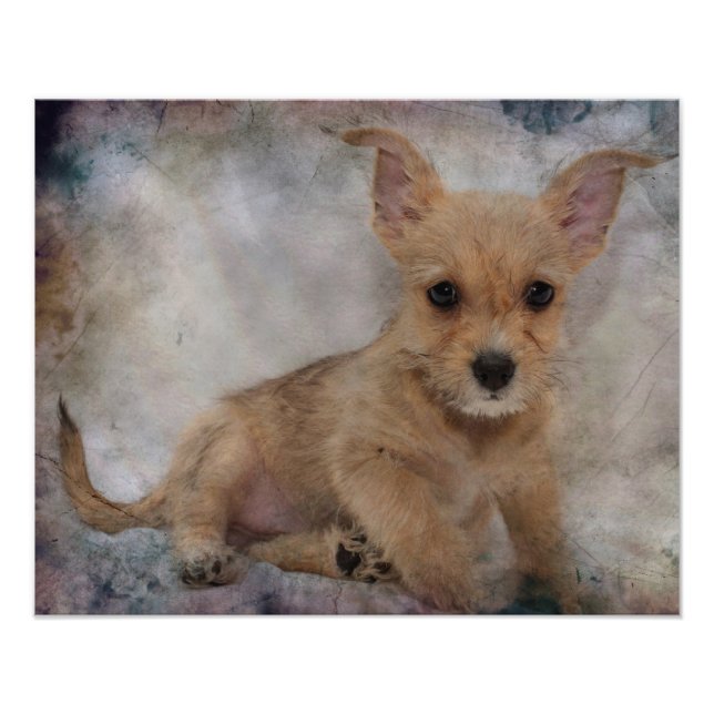 Chihuahua/Yorkie Puppy Photo Print (Front)