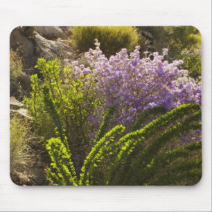 Chihuahuan desert plants in bloom mouse mat